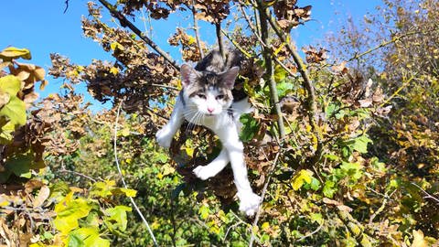 Eine Katze hängt im Baum fest. (Foto: Tierrettung Unterland e.V)