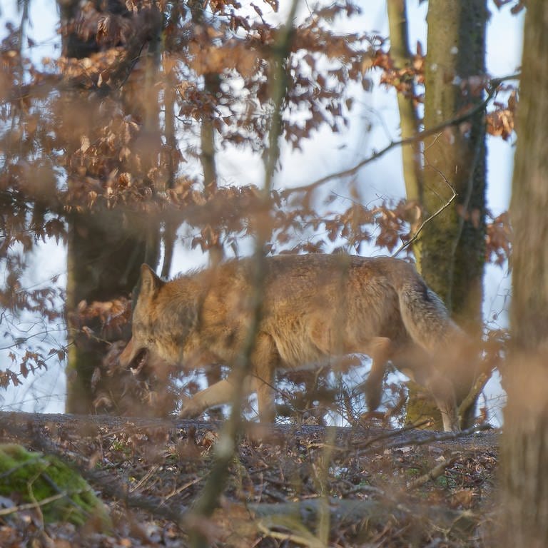Wolf im Hohenlohekreis (Foto: privat/Landratsamt Hohenlohekreis)