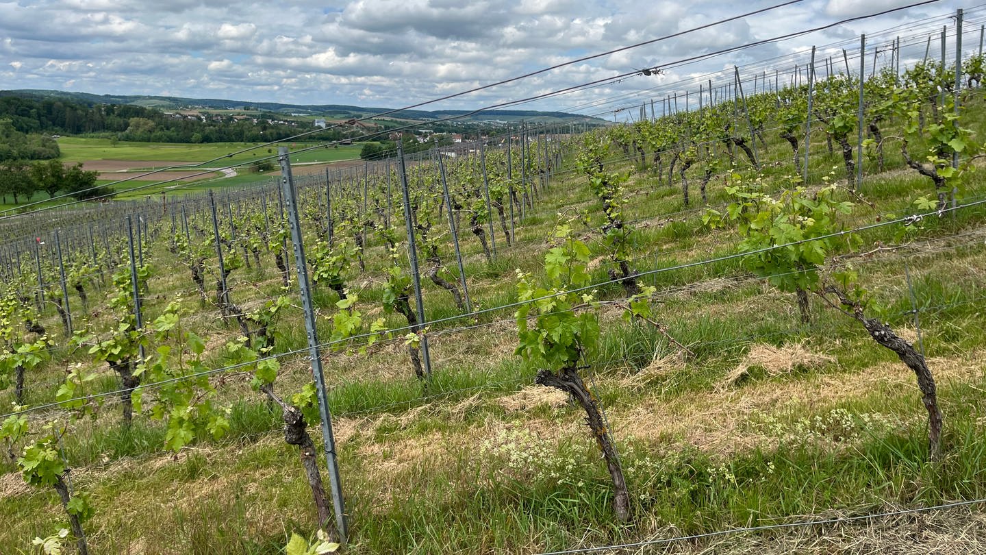 Bei Weinbauer Boris Birkert aus Bretzfeld-Adolzfurt (Hohenlohekreis) sind bei den April-Frösten insgesamt rund 75 Prozent der Triebe erfroren. Er rechnet mit Einbuße von 50 Prozent, da auch neue Triebe austreiben. (Foto: SWR)