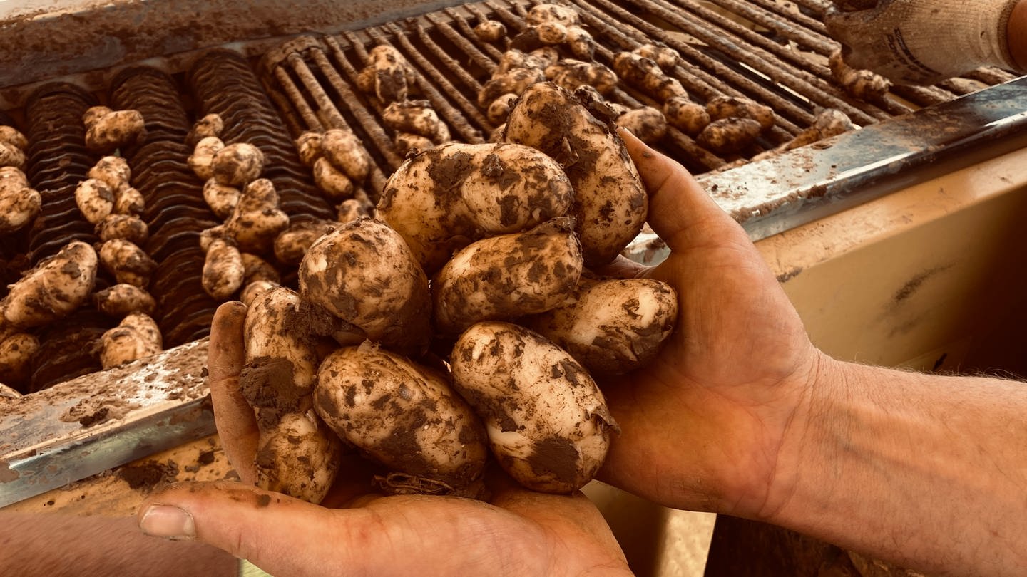 Kartoffelernte in Lauffen am Neckar. Frisch geerntete Kartoffeln in den Händen auf einem Kartoffelroder. (Foto: SWR)