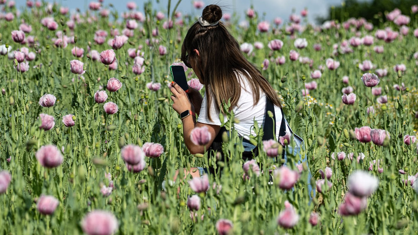 Eine Frau sitzt in einem Mohnfeld und macht ein Foto der rosa Blüten (Foto: dpa Bildfunk, picture alliance/dpa | Swen Pförtner)