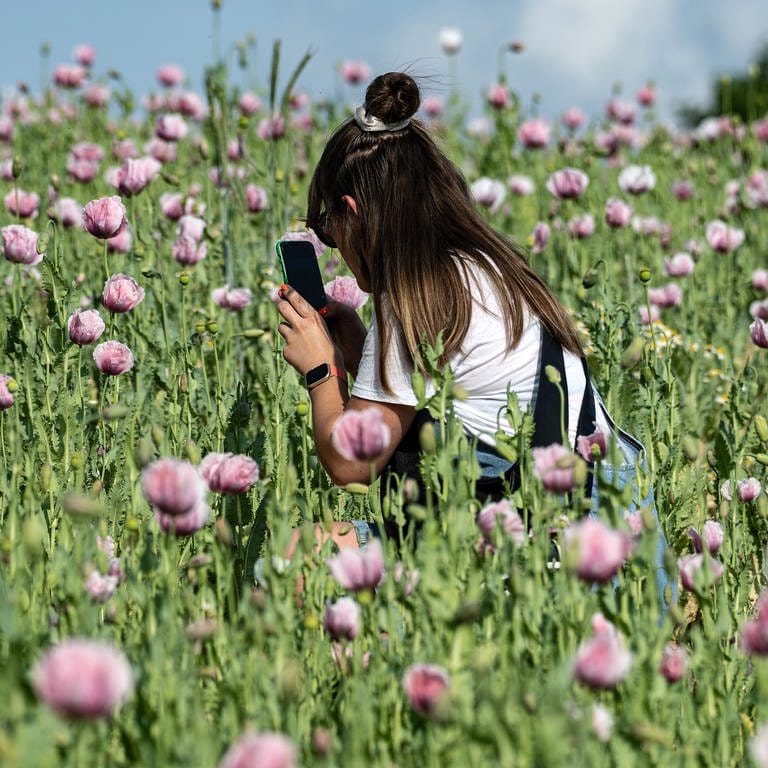 Eine Frau sitzt in einem Mohnfeld und macht ein Foto der rosa Blüten