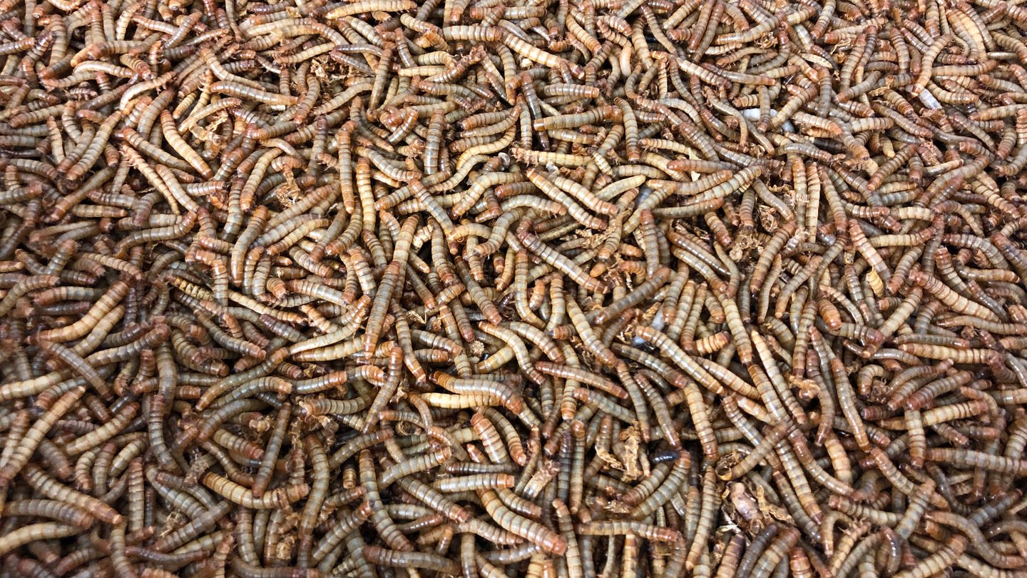 Tausende Mehlwürmer in einer Zuchtbox in Karlsruhe.