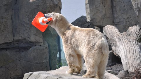 Eisbär Lloyd kommt in den Karlsruher Zoo (Foto: Pressestelle, Zoo am Meer Bremerhaven)