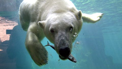 Eisbär Lloyd kommt in den Karlsruher Zoo (Foto: Pressestelle, Zoo am Meer Bremerhaven)