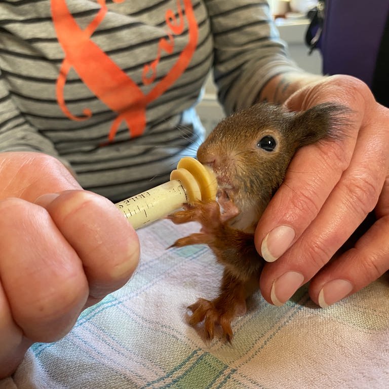 Junges Eichhörnchen wird mit der Flasche gepeppelt (Foto: SWR, Peter Lauber)