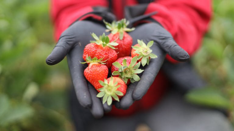 Zwei Hände in Gummihandschuhen halten frisch geerntete Erdbeeren in der Hand (Foto: dpa Bildfunk, picture alliance/dpa | Danny Gohlke)