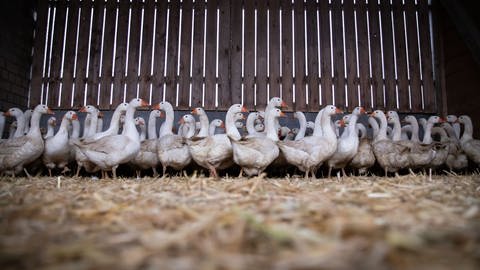 Gänse stehen in einem Stall. Karlsruhe erlässt wegen der Vogelgrippe eine Stallpflicht für Geflügel (Foto: dpa Bildfunk, picture alliance/dpa | Christian Charisius)