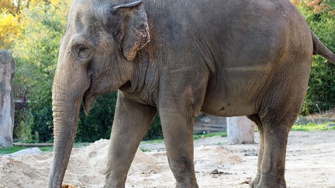 Elefantenkuh Saida soll von Leipzig nach Karlsruhe umziehen (Foto: Pressestelle, Leipziger Zoo/Karlsruher Zoo)
