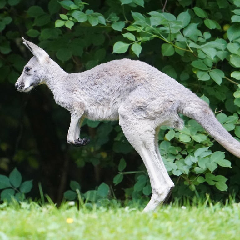 Ein Känguru springt über eine Wiese. Symbolbild für ein verschwundes Känguru in Waghäusel-Wiesental (Foto: dpa Bildfunk, picture alliance/dpa | Marcus Brandt)