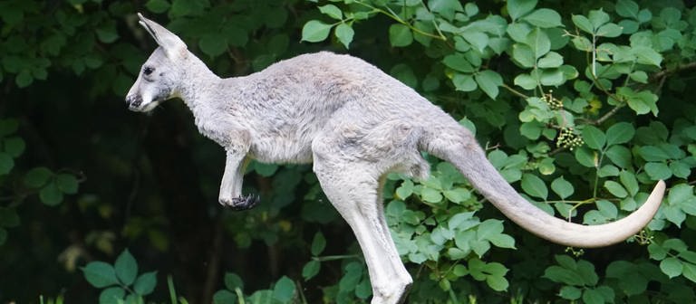 Ein Känguru springt über eine Wiese. Symbolbild für ein verschwundes Känguru in Waghäusel-Wiesental (Foto: dpa Bildfunk, picture alliance/dpa | Marcus Brandt)