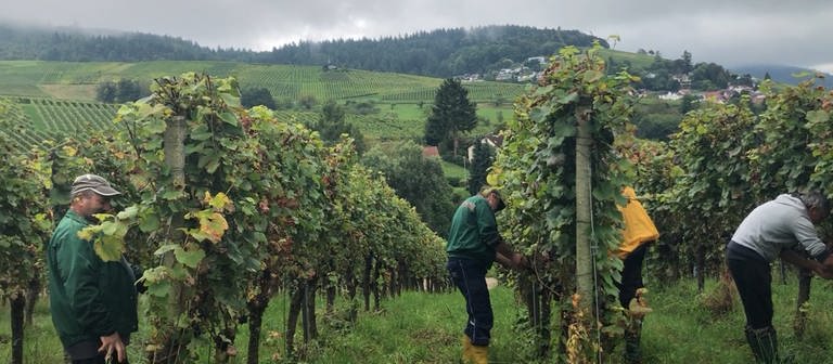 Mehrere Männern ernten Trauben im Weinberg des Weingut Kopp (Foto: SWR)