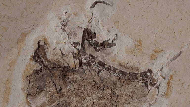 versteinerte Überreste eines Dinosauriers aus der Kreidezeit, Naturkundemuseum Karlsruhe (Foto: picture-alliance / Reportdienste, Staatliches Mueseum für Naturkunde Karlsruhe)