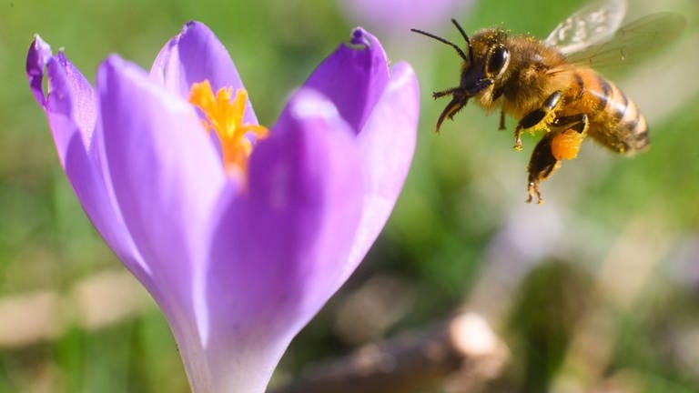 Eine Biene im Anflug auf eine Krokusblüte. (Foto: picture-alliance / Reportdienste, Julian Stratenschulte)