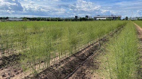 Ein Feld mit grünem Spargelkraut (Foto: SWR, Teo Jägersberg)