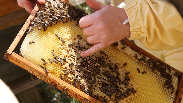 Eine Hand zeigt auf den Honig auf einem Rahmen, auf dem auch etliche Bienen zu sehen sind. (Foto: picture-alliance / Reportdienste, dpa Bildfunk, Bodo Schackow)
