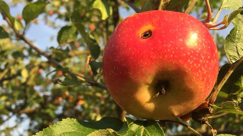 Saftige Äpfel von den Streuobstwiesen in der Region.  (Foto: SWR, SWR/Heiner Kunold)