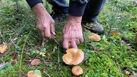 Leopold Marschall beim Pilze sammeln im Wald (Foto: SWR, Felix Wnuck)
