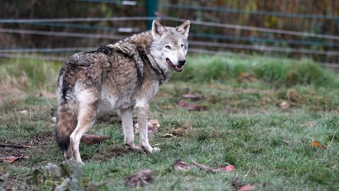 Ein Wolf vor einem Zaun (Foto: IMAGO, IMAGO / ULMER Pressebildagentur)