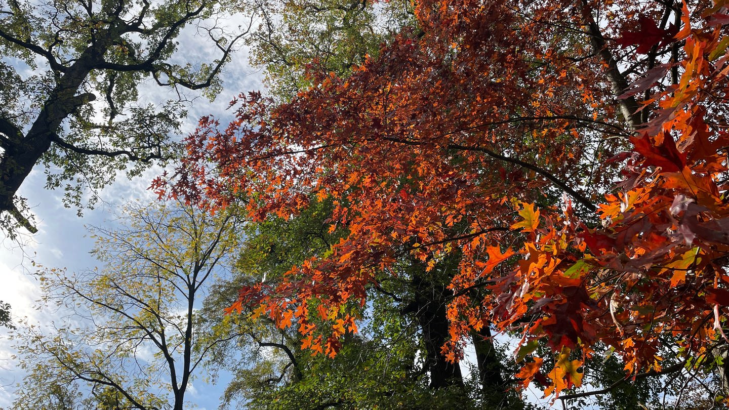 Bunt gefärbte Blätter an Bäumen im Schlossgarten in Karlsruhe (Foto: SWR, SWR, Mathias Zurawski)