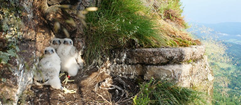 Artenschutz vor Freizeitklettern: Wanderfalken sind eine bedrohte Art und müssen geschützt werden (Foto: Pressestelle, Regierungspräsidium Karlsruhe J Bergmann)