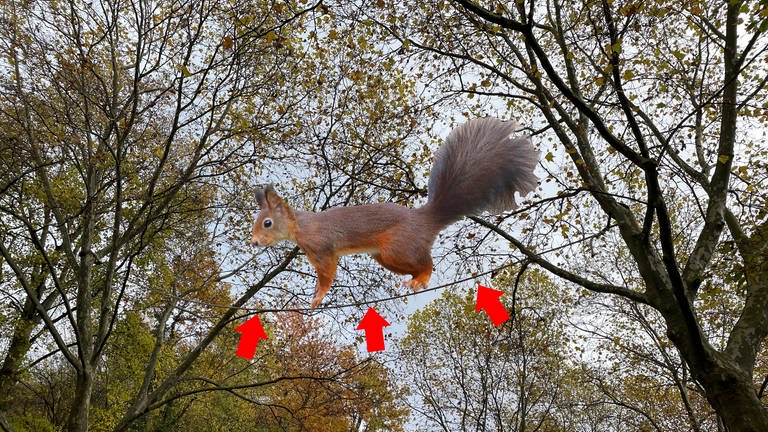 Foto-Montage Eichhörnchenbrücke in Baden-Baden: Eichhörnchen läuft über ein Seil, das zwischen zwei Bäume gespannt ist (Foto: IMAGO, IMAGO / imagebroker, Montage SWR)