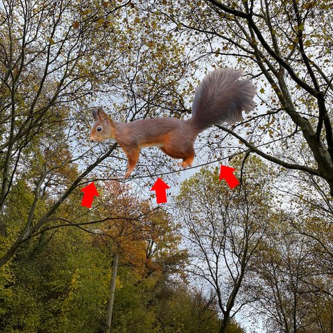 Foto-Montage Eichhörnchenbrücke in Baden-Baden: Eichhörnchen läuft über ein Seil, das zwischen zwei Bäume gespannt ist (Foto: IMAGO, IMAGO / imagebroker, Montage SWR)
