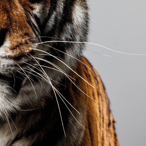 Nahaufnahme der Schnautze eines Tigers mit Tasthaaren (Foto: Pressestelle, Naturkundemuseum Karlsruhe / SMNK)