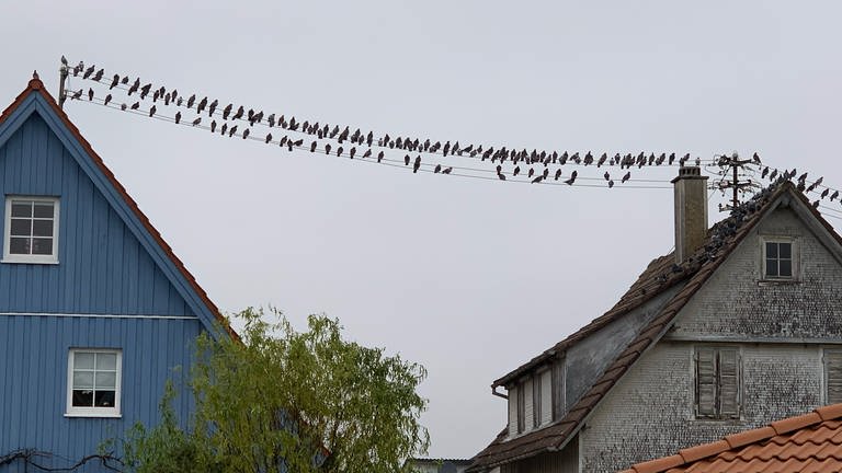 Tauben auf einer Stromleitung (Foto: Uwe Schönthaler, Privatfoto)