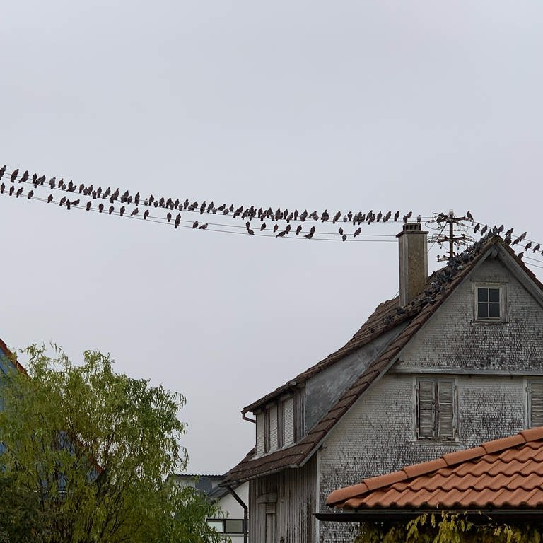 Tauben auf einer Stromleitung (Foto: Uwe Schönthaler, Privatfoto)
