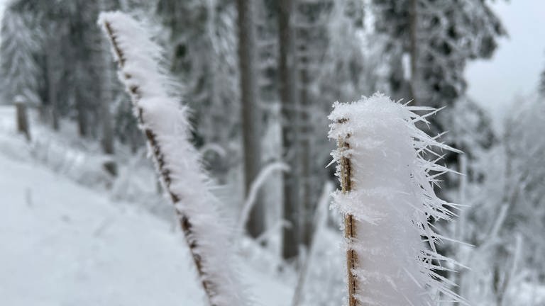 Schnee und verschneite Bäume an der Schwarkopfloipe im Nordschwarzwald (Foto: SWR, Cornelia Stenull)
