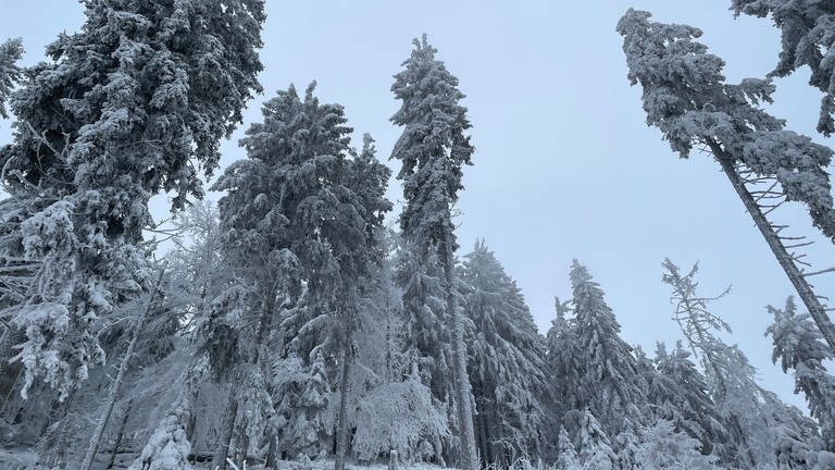Schnee und verschneite Bäume an der Schwarkopfloipe im Nordschwarzwald (Foto: SWR, Cornelia Stenull)