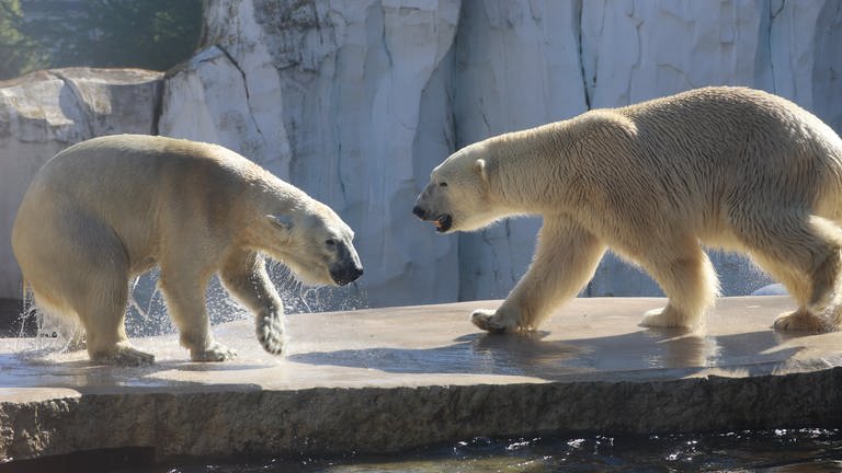 Eisbären sind in einem großen Käfig mit Wasserfall (Foto: Pressestelle, Zoologischer Stadtgarten Karlsruhe, Timo Deible)