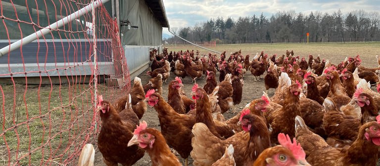 Geflügelhalter dürfen wegen der Vogelgrippe ihre Ställe nur noch in Schutzanzügen betreten  (Foto: SWR)