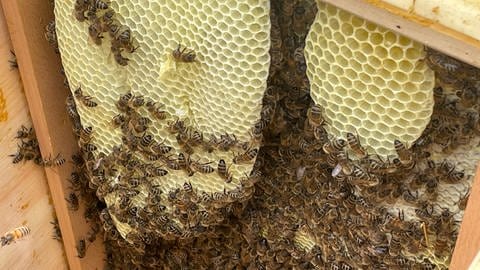 Viele Bienen tummeln sich im Inneren der Bienenkästen von Expertin Katrin Sonnleitner aus Karlsruhe. (Foto: SWR, Greta Hirsch)