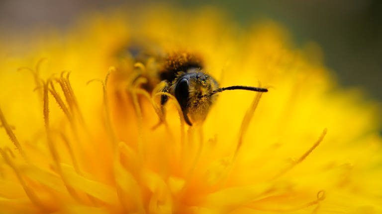 Eine Honigbiene bei der Arbeit (Foto: IMAGO, IMAGO / Panthermedia)