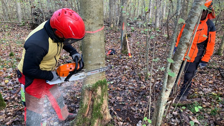 Ohne "Brennholzführerschein" darf keiner mit der Motorsäge in den Wald (Foto: SWR)