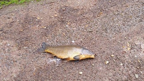 Fische wurden von der Flutwelle am Waldenecksee aus dem See geschleudert (Foto: Pressestelle, Uwe Müller, Gemeinde Sinzheim)
