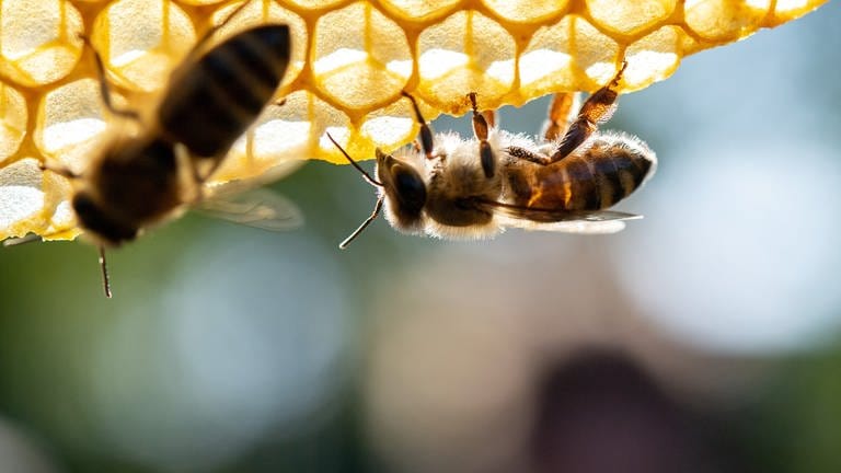 Bienen sitzen auf einer Honigwabe (Foto: picture-alliance / Reportdienste, Picture Alliance)