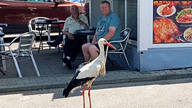 Storch Ali auf dem Parkplatz in Östringen (Foto: SWR)