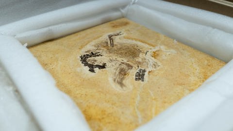 Das Naturkundemuseum Karlsruhe hat das Fossil eines Dinos aus Brasilien zurückgegeben. (Foto: dpa Bildfunk, Picture Alliance)