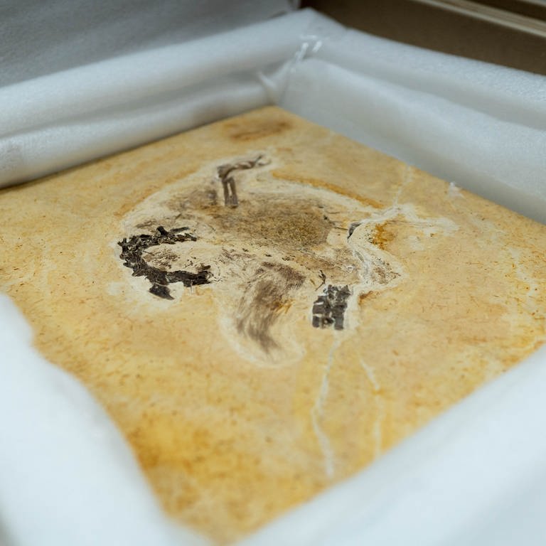 Das Naturkundemuseum Karlsruhe hat das Fossil eines Dinos aus Brasilien zurückgegeben. (Foto: dpa Bildfunk, Picture Alliance)
