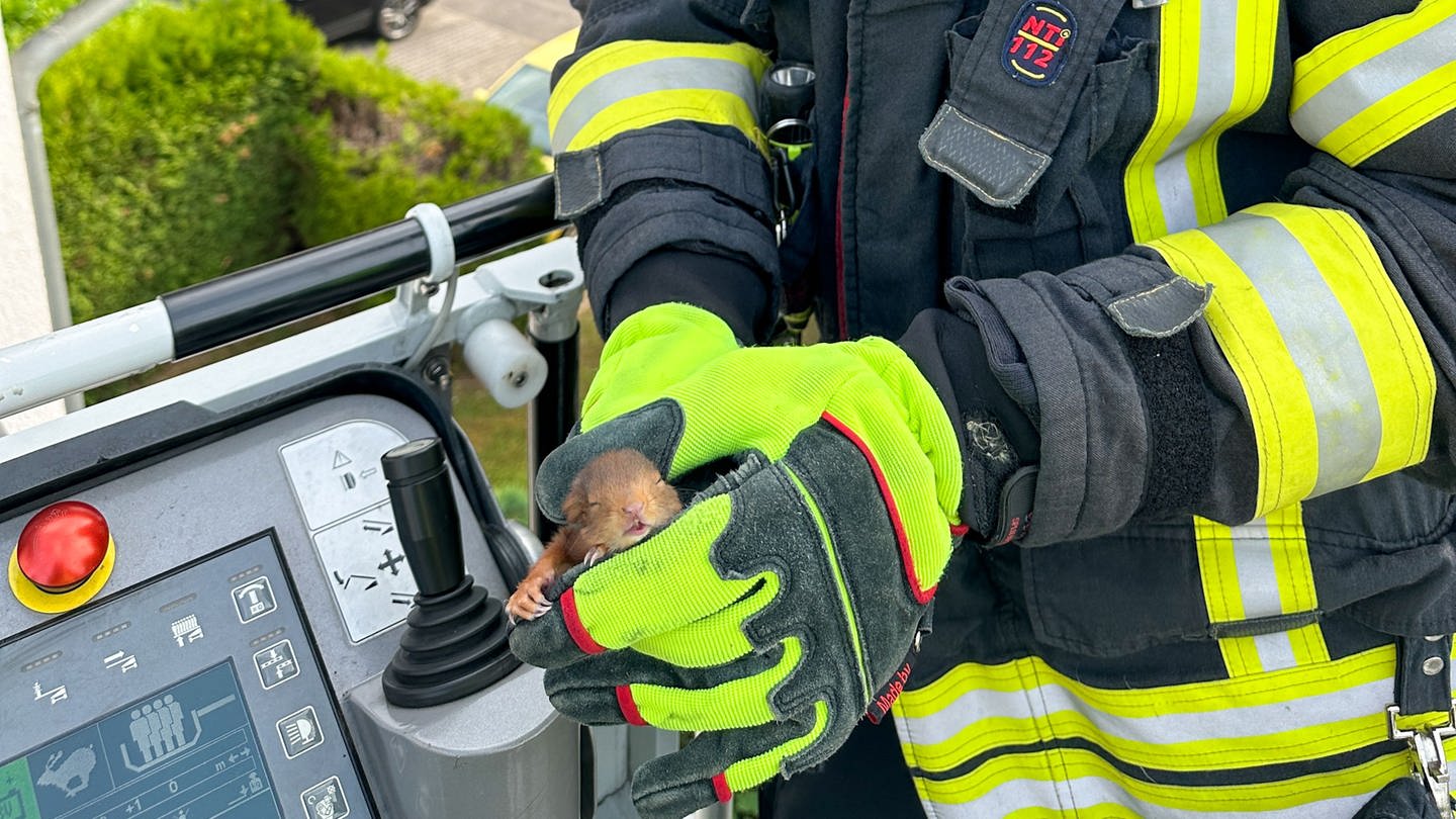 Ein Feuerwehrmann hält das Eichhörnchen-Baby vorsichtig in seinen Händen (Foto: Pressestelle, EinsatzReport24)