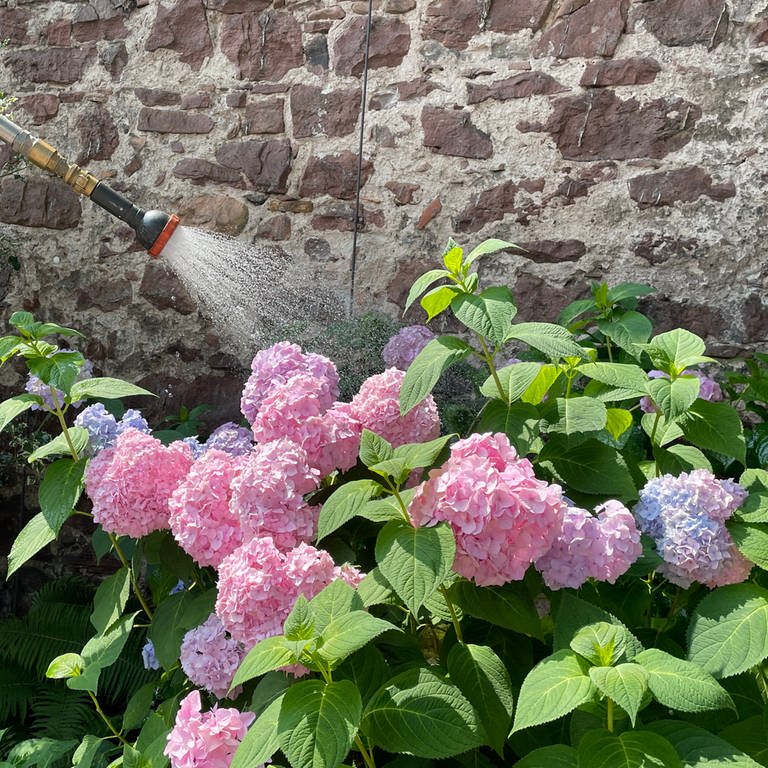 Höchst Willkommen bei Trockenheit: Die tägliche Wasserdusche für blühende Hortensien am Lauerturm in Ettlingen (Foto: SWR, Foto: Susann Bühler)