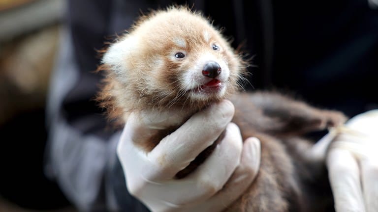 Roter Panda: Zoo Karlsruhe freut sich über zwei gesunde Babys - SWR Aktuell