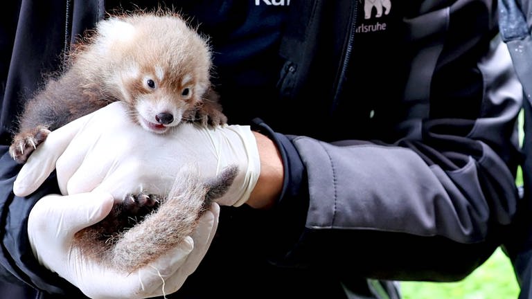 Roter Panda: Zoo Karlsruhe freut sich über zwei gesunde Babys - SWR Aktuell