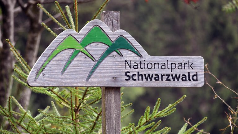 Nationalpark Schwarzwald soll weiterentwicklet werden. (Foto: picture-alliance / Reportdienste, picture alliance/dpa | Uli Deck)