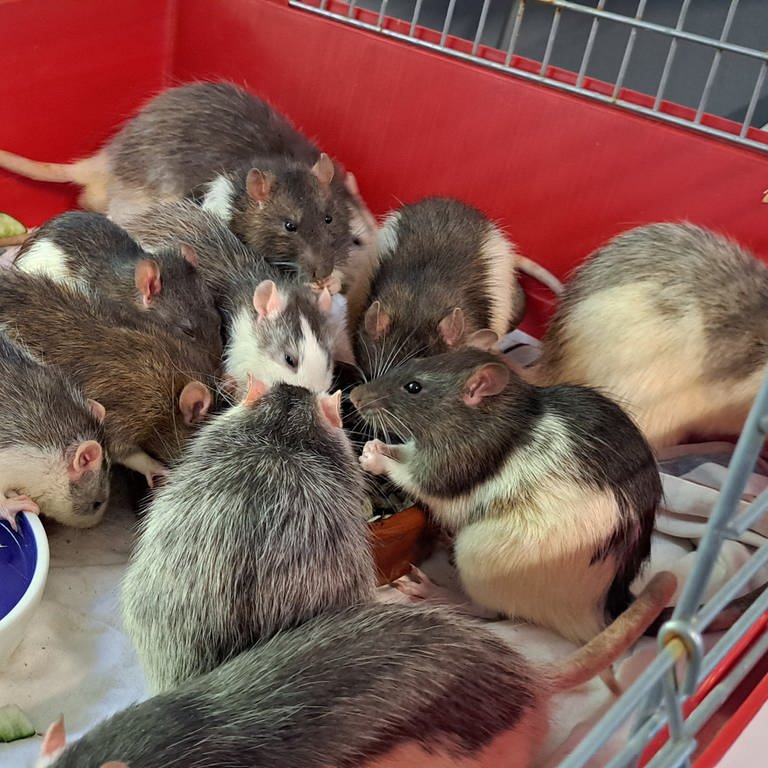 In Karlsruhe wurden am Montag rund 100 Ratten in einem WG-Zimmer gefunden. Das Veterinäramt brachte die Tiere ins Karlsruher Tierheim. (Foto: Tierschutzverein Karlsruhe und Umgebung e.V.)