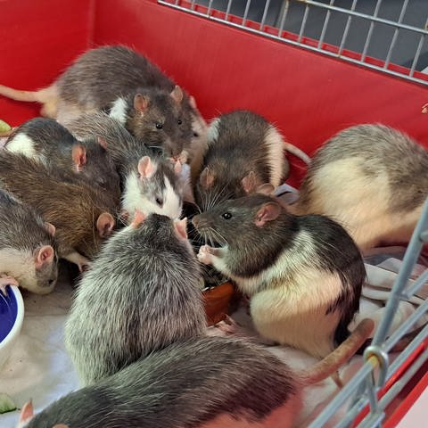In Karlsruhe wurden am Montag rund 100 Ratten in einem WG-Zimmer gefunden. Das Veterinäramt brachte die Tiere ins Karlsruher Tierheim. (Foto: Tierschutzverein Karlsruhe und Umgebung e.V.)
