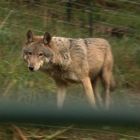 Wölfin Gaia lebt seit über drei Jahren im Alternativen Wolf- und Bärenpark Bad Rippoldsau-Schapbach (Foto: SWR, Greta Hirsch)